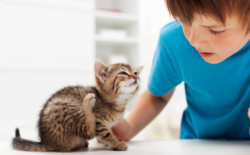 猫咪驱虫沐浴露可以驱虫吗 猫咪驱虫沐浴露可以驱虫吗