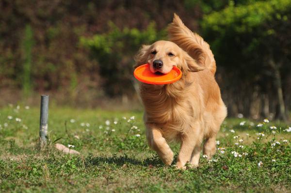 拥有一只金毛犬的好处 拥有一只金毛犬的好处