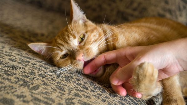 猫为什么一摸他就咬手?怎么办好? 猫为什么一摸他就咬手?怎么办好?