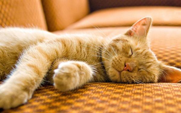 去除猫毛球的方法—用逸诺猫咪沐浴露洗澡 去除猫毛球的方法—用逸诺猫咪沐浴露洗澡