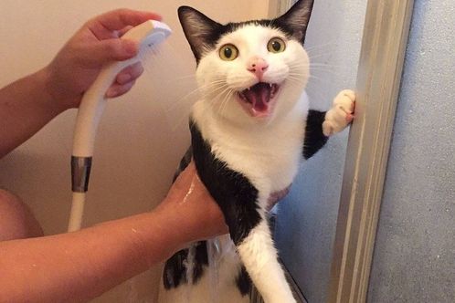 安全又合适的猫用沐浴露,就选逸诺sos品牌 安全又合适的猫用沐浴露,就选逸诺sos品牌