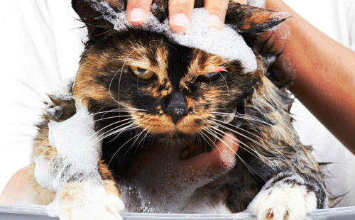 猫咪驱虫沐浴露可以驱虫吗 猫咪驱虫沐浴露可以驱虫吗