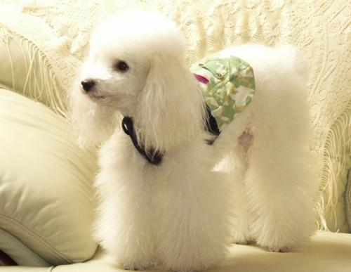 有没有贵宾犬专用的宠物香波 有没有贵宾犬专用的宠物香波