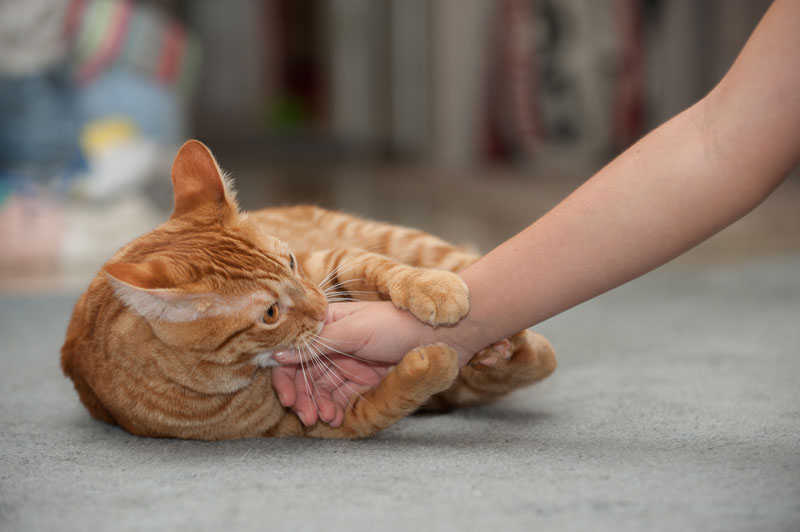 猫为什么一摸他就咬手?怎么办好? 猫为什么一摸他就咬手?怎么办好?
