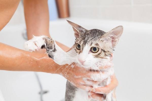 逸诺sos猫咪沐浴露好不好? 逸诺sos猫咪沐浴露好不好?