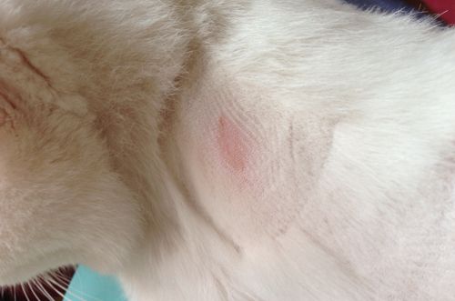 猫癣.jpg