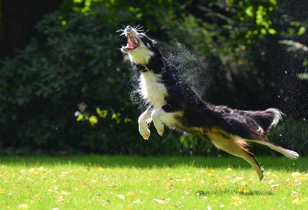 边境牧羊犬专用沐浴露推荐 边境牧羊犬专用沐浴露推荐