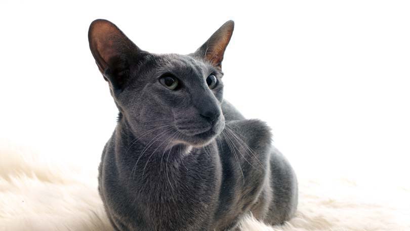 猫猫8.jpg