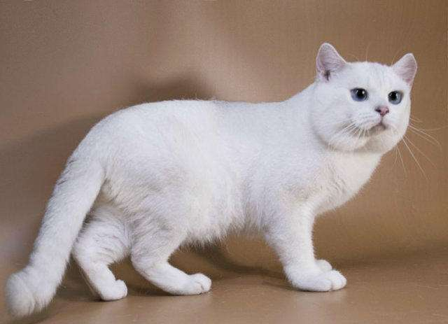 哪些英短银点猫专用沐浴露好 哪些英短银点猫专用沐浴露好
