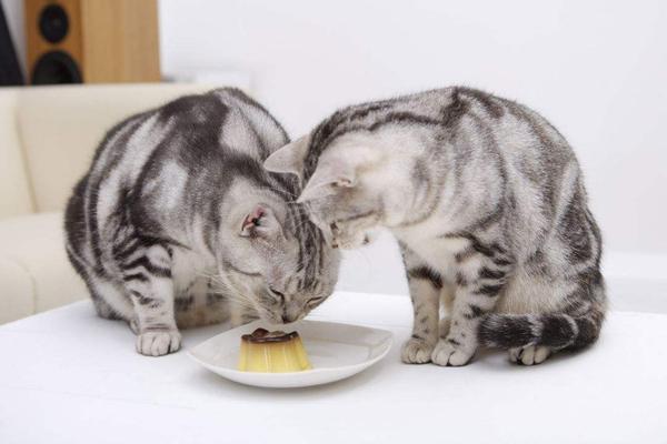 铲屎官须知养宠知识:猫能吃什么? 铲屎官须知养宠知识:猫能吃什么?
