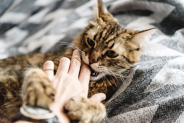 猫为什么一摸他就咬手?怎么办好? 猫为什么一摸他就咬手?怎么办好?